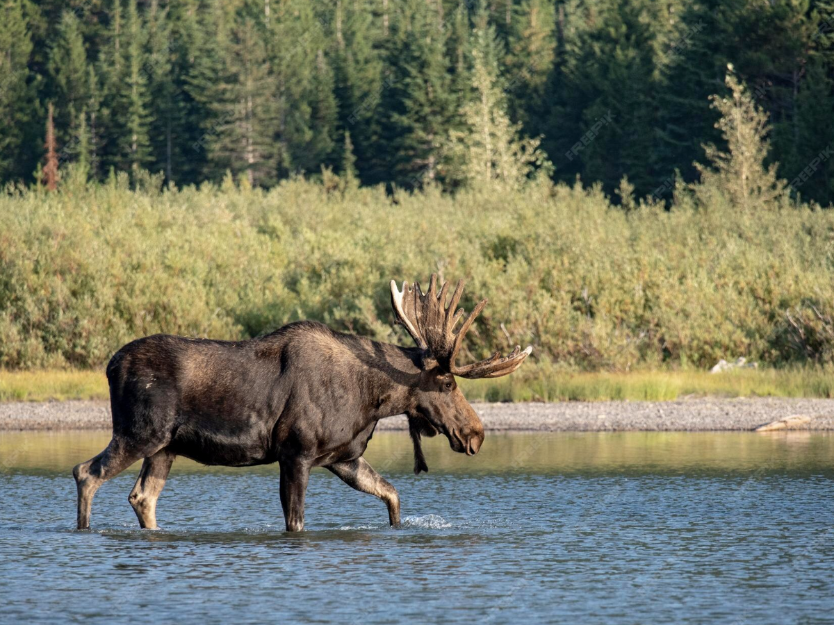 A moose wading through a calm lake with a forested shoreline in the background.