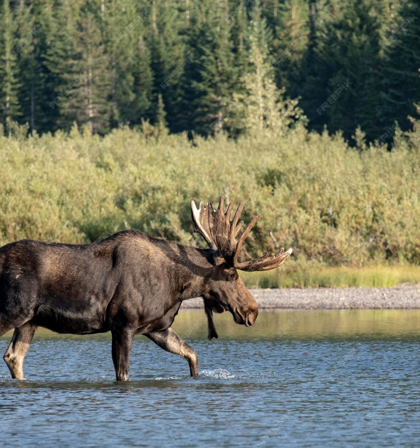 A moose wading through a calm lake with a forested shoreline in the background.