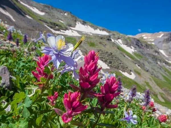 Clusters of pink and purple wildflowers bloom in a sunlit alpine meadow, with rugged mountains and patches of snow in the background.