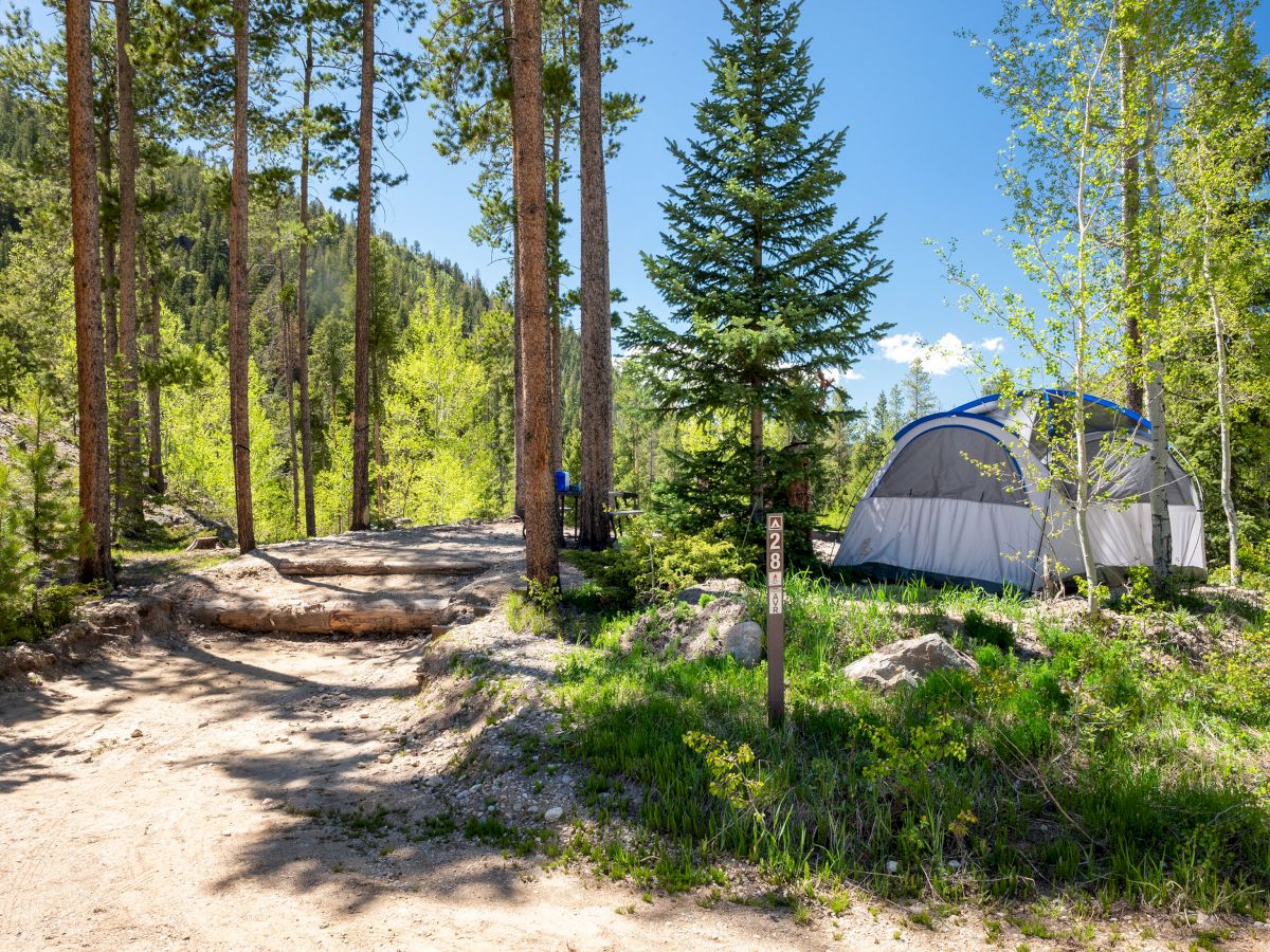 A campsite in a forest with a blue tent among trees, dirt path, and sunlight filtering through the pines.