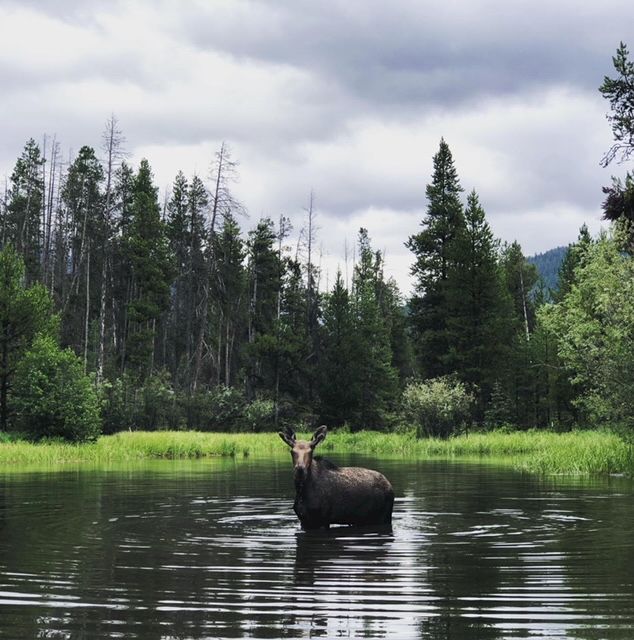 A moose stands in a calm pond surrounded by green reed beds and forest, with tall trees and cloudy sky in the background.