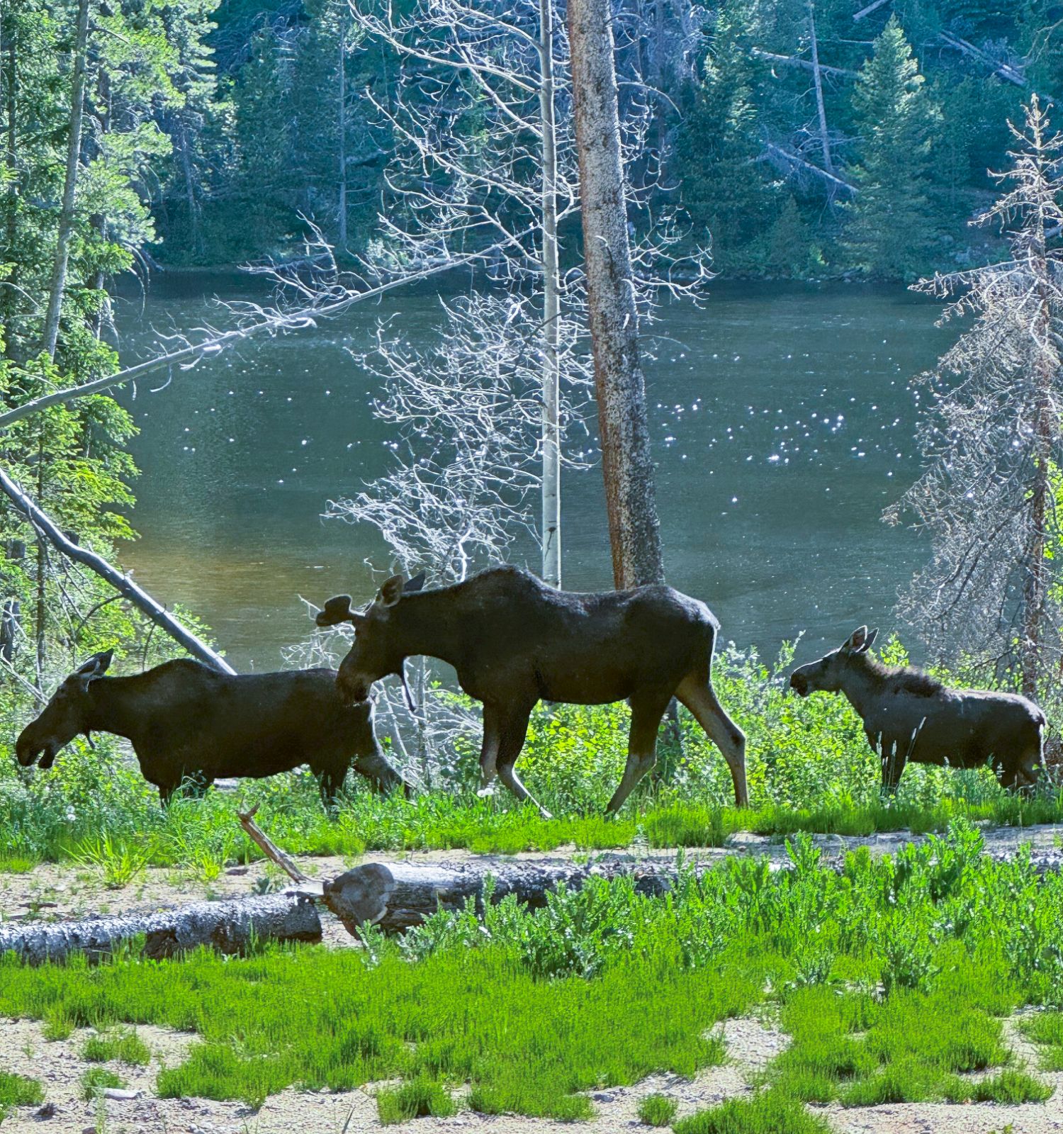 Three moose calves and a cow graze near a forested lakeshore, with calm water and a fallen log in the foreground.